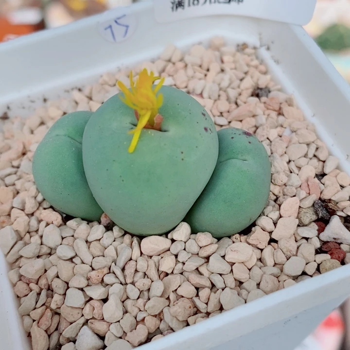 生石花花花花花花花花282