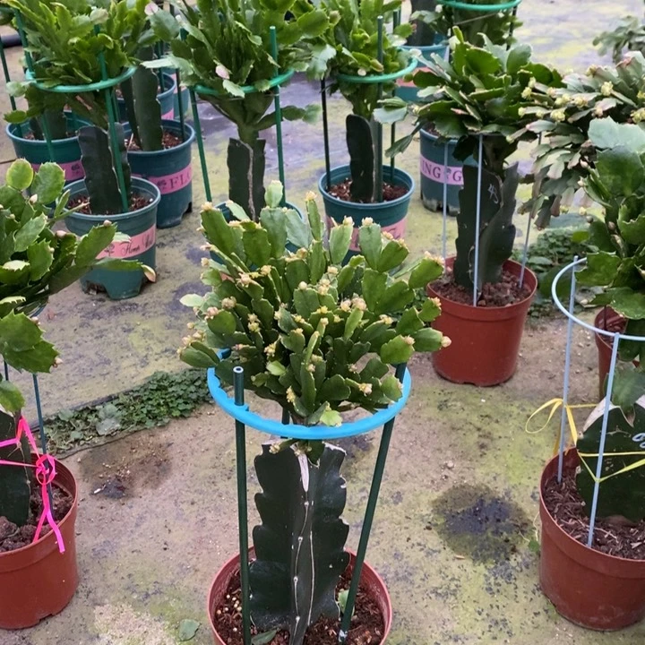 当前无花栽培后可以开花495嫁接028