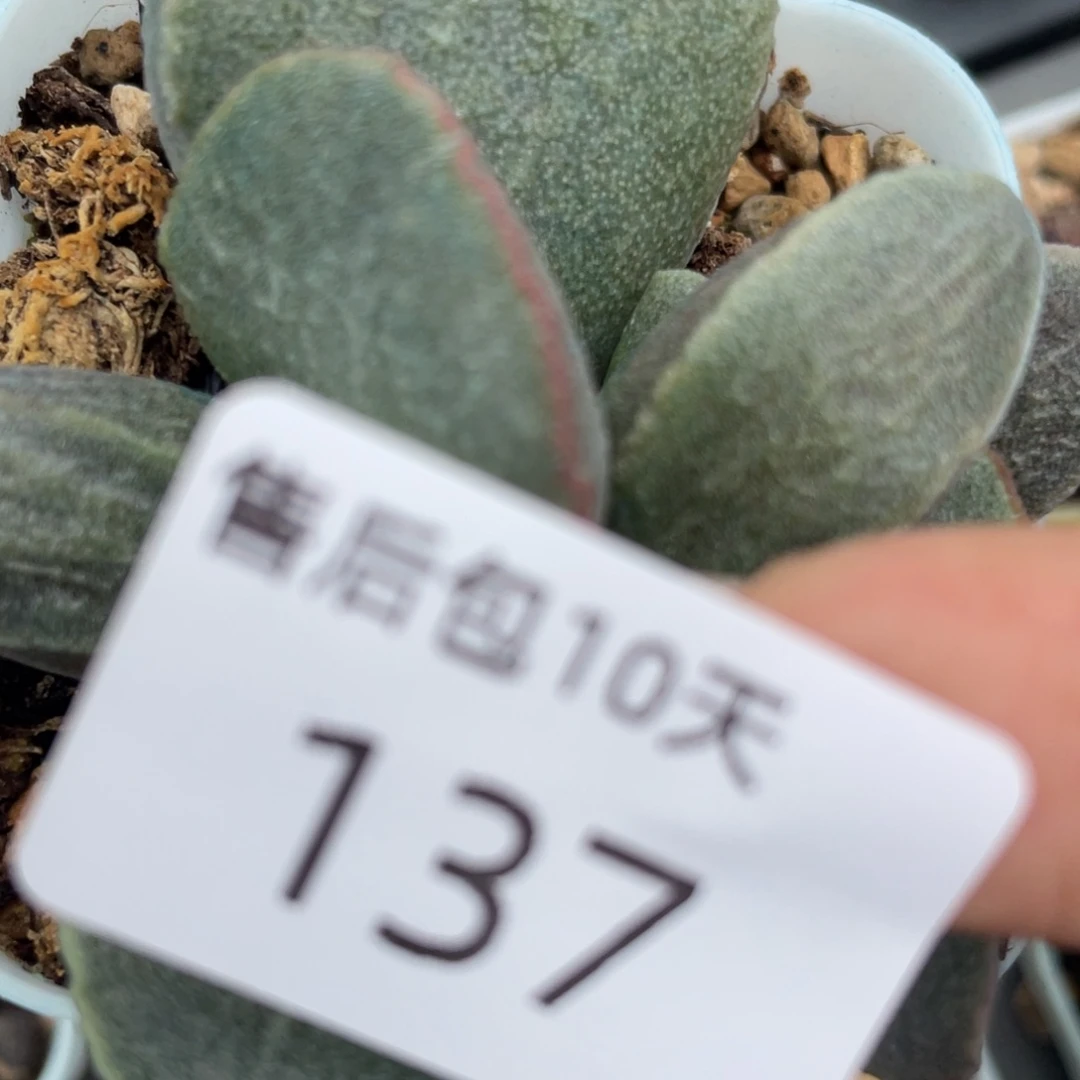 福利。  福利。       戴拉