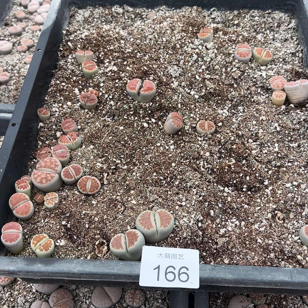 清框脱土发无售后默认有疤。 166
