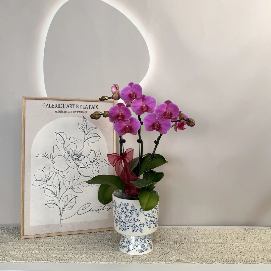 【玫瑰水晶】蝴蝶兰 复古玫红色系小花 源头基地直发 高端室内绿植