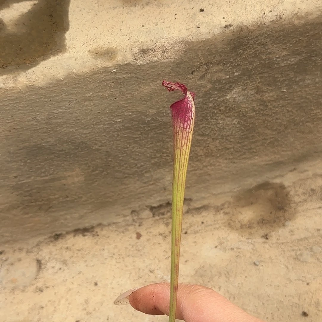 ****蕨无花朵38胭脂红瓶子