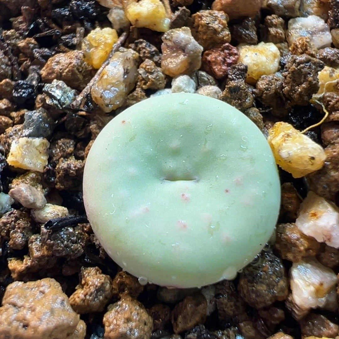 482多肉植物种类多样