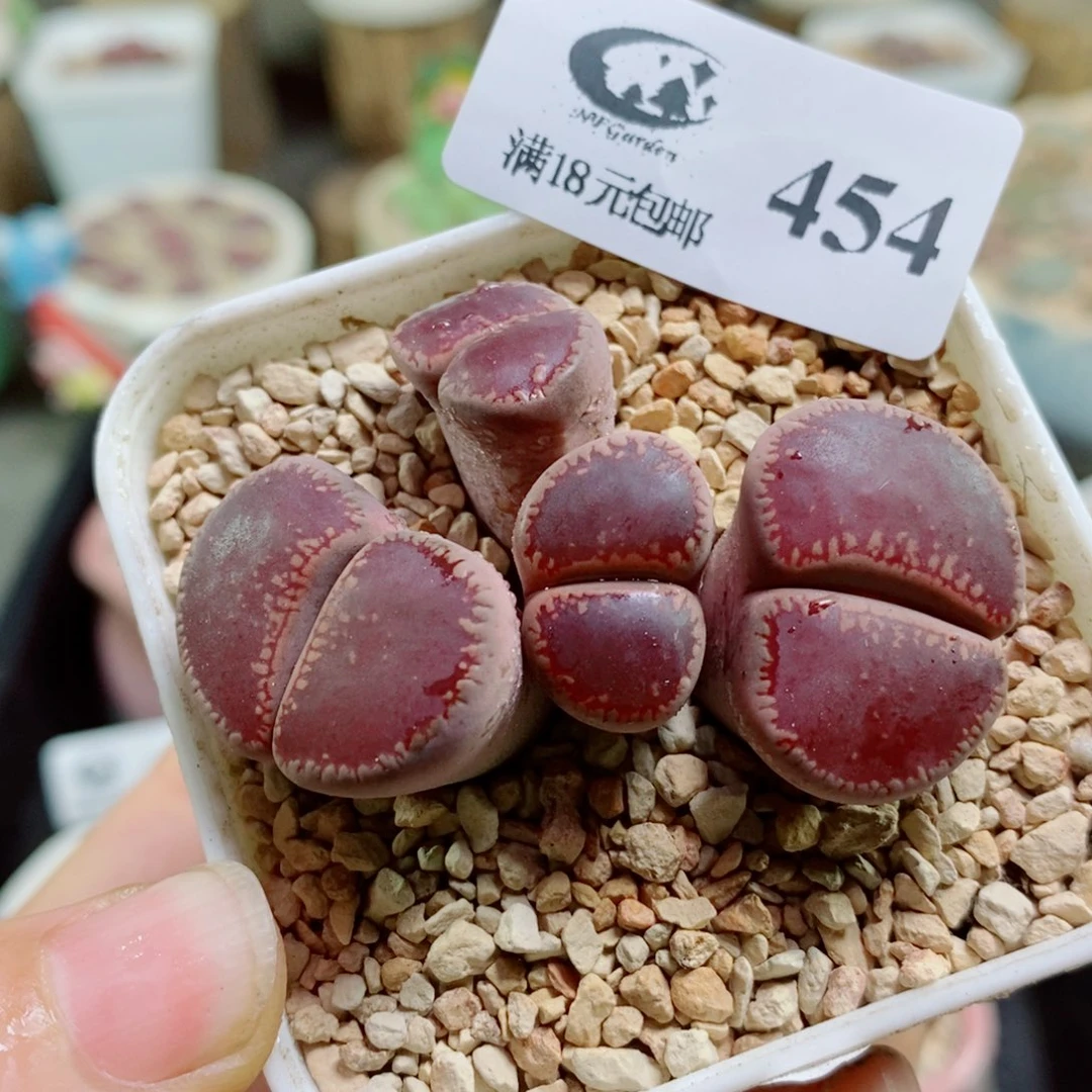 生石花花花花花花花454