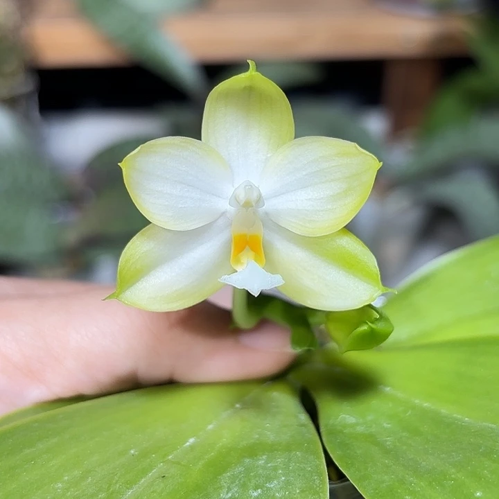 大部分开放少量花苞