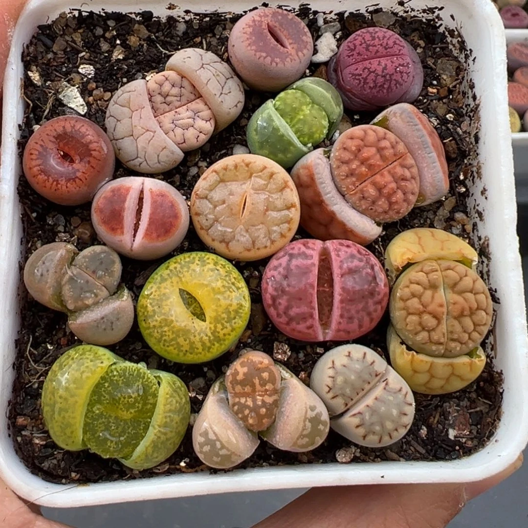 2.24好看的多肉脱土发货710