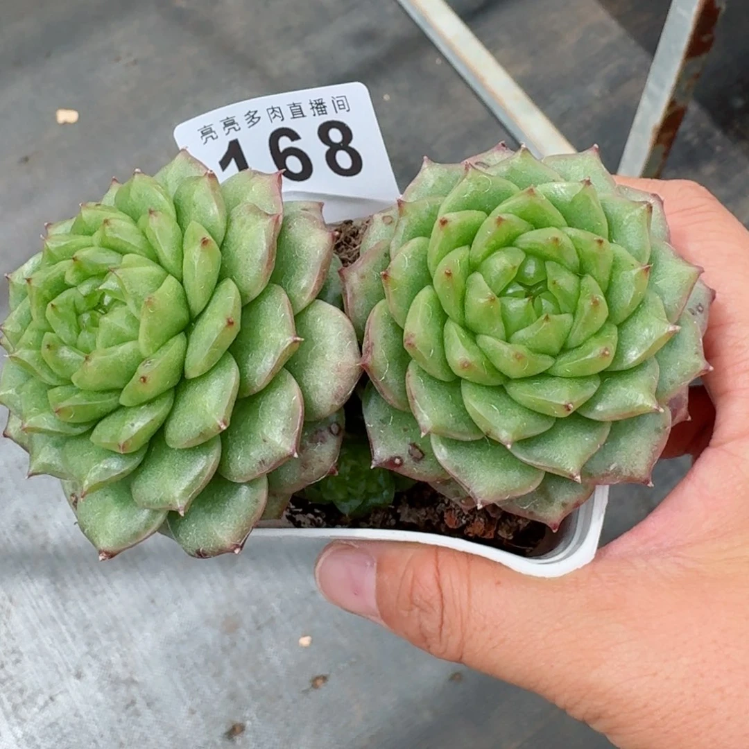 灯泡珍妮            精美多肉植物
