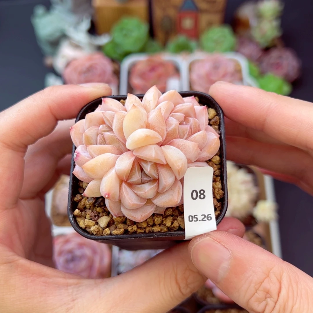 刚毅08、哈哈哈哈