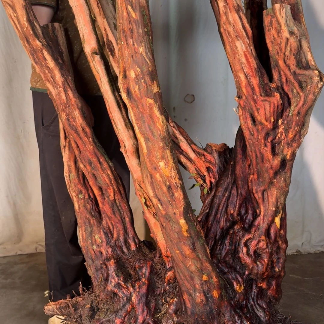 v***。2111222222222222222