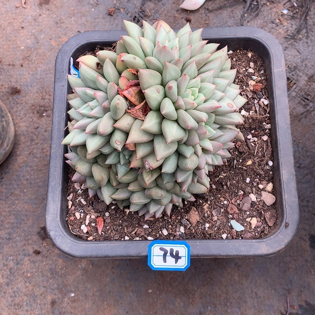 74象牙 一物一拍多肉