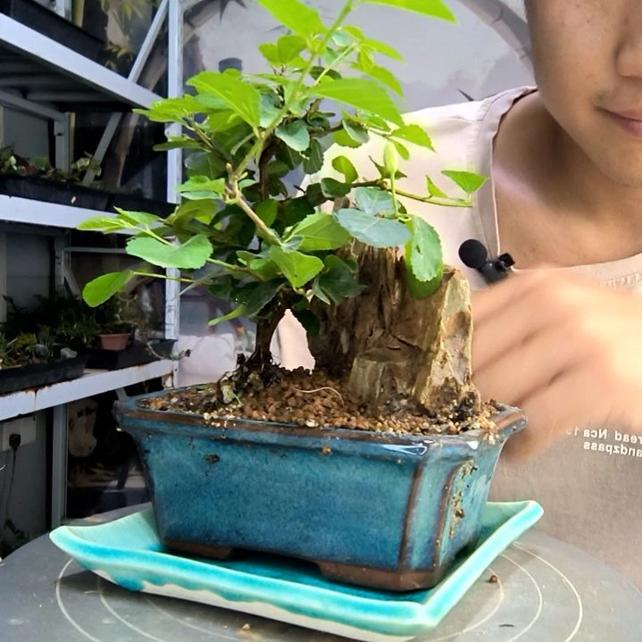 哲****~中青园艺一物一拍31