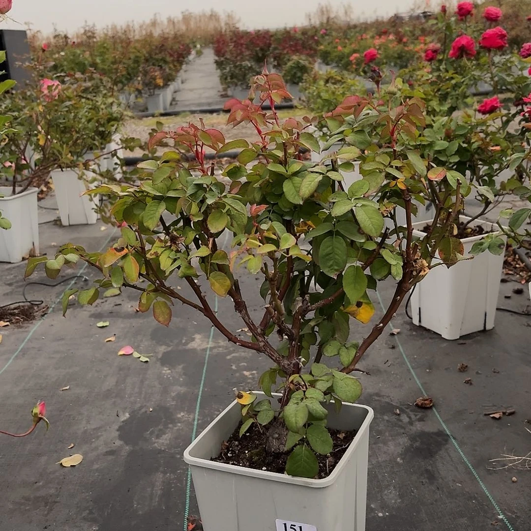 当前无花朵，栽培后可花朵151