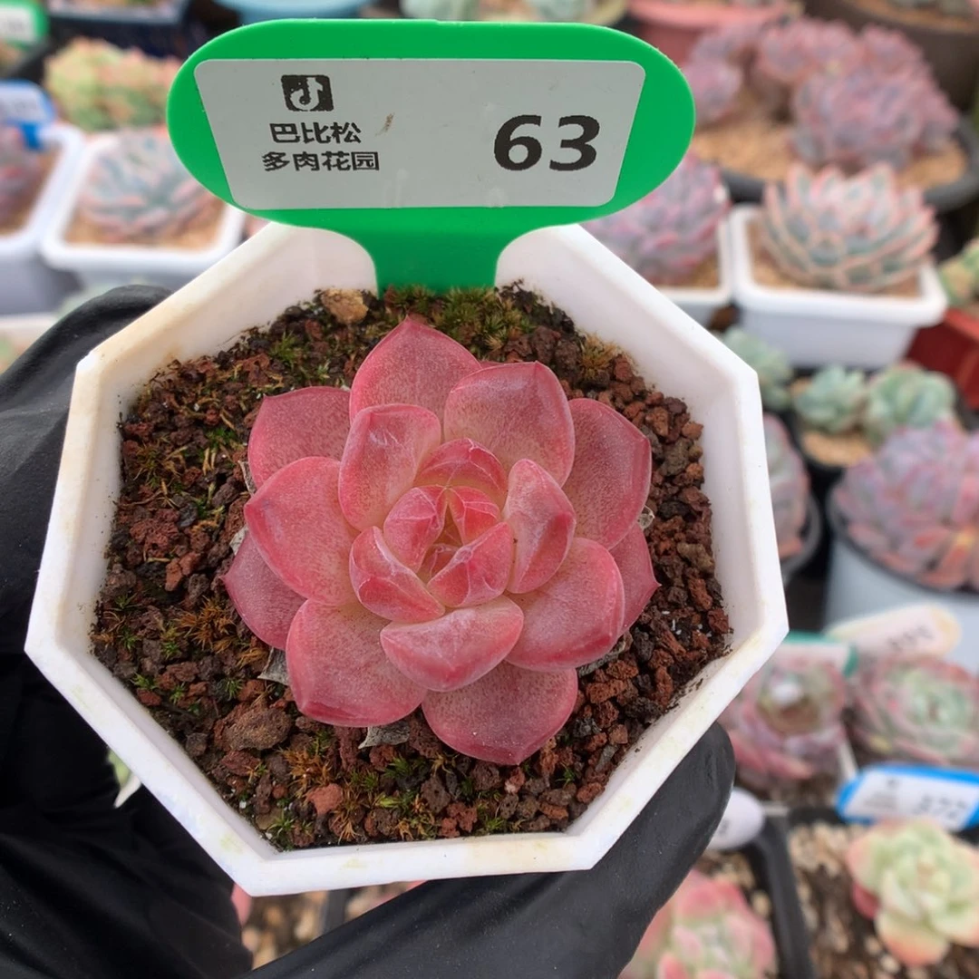 63 红宝石心琥珀多肉