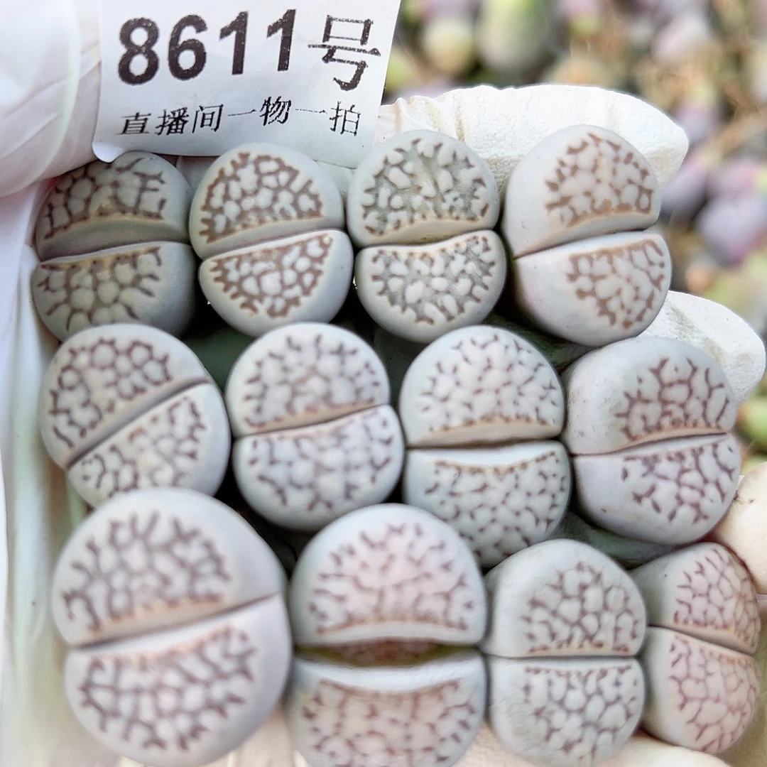 8611 好养易活生石花大母本12个2cm左右