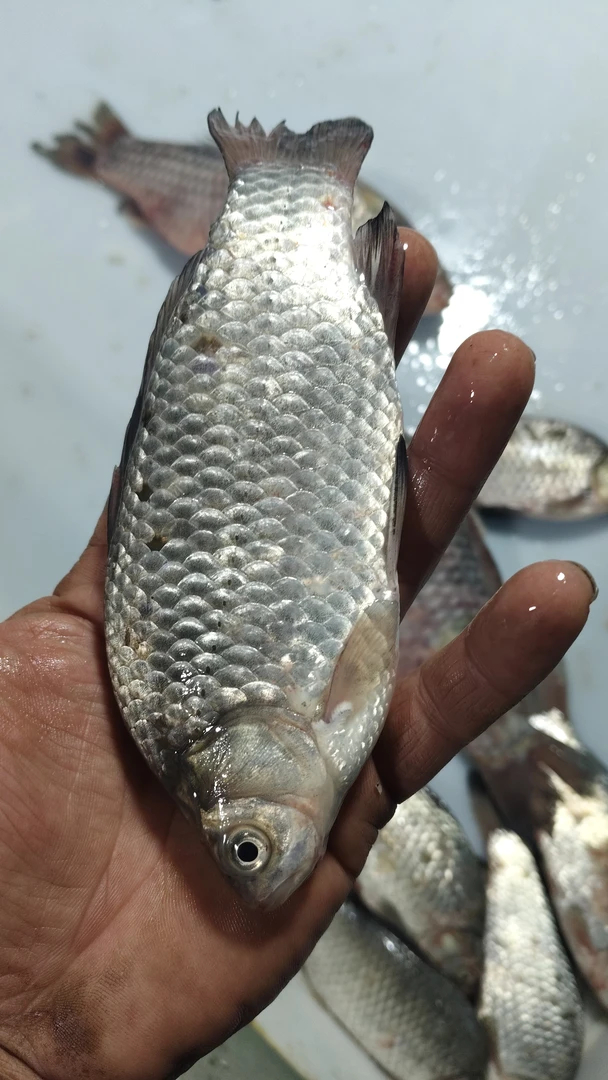 松花江野生鲫鱼，顺丰包邮