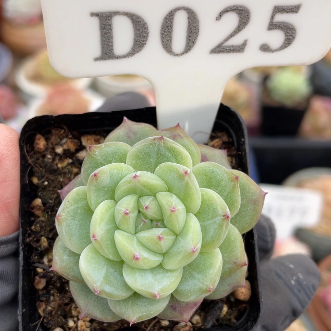 025 珍妮 4.5厘米