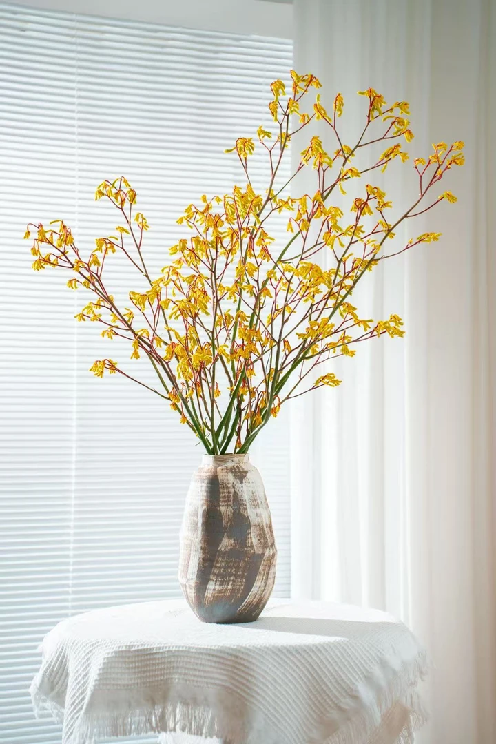 【澳洲袋鼠爪】幸运花材云南基地种植高端花材鲜切花花期长