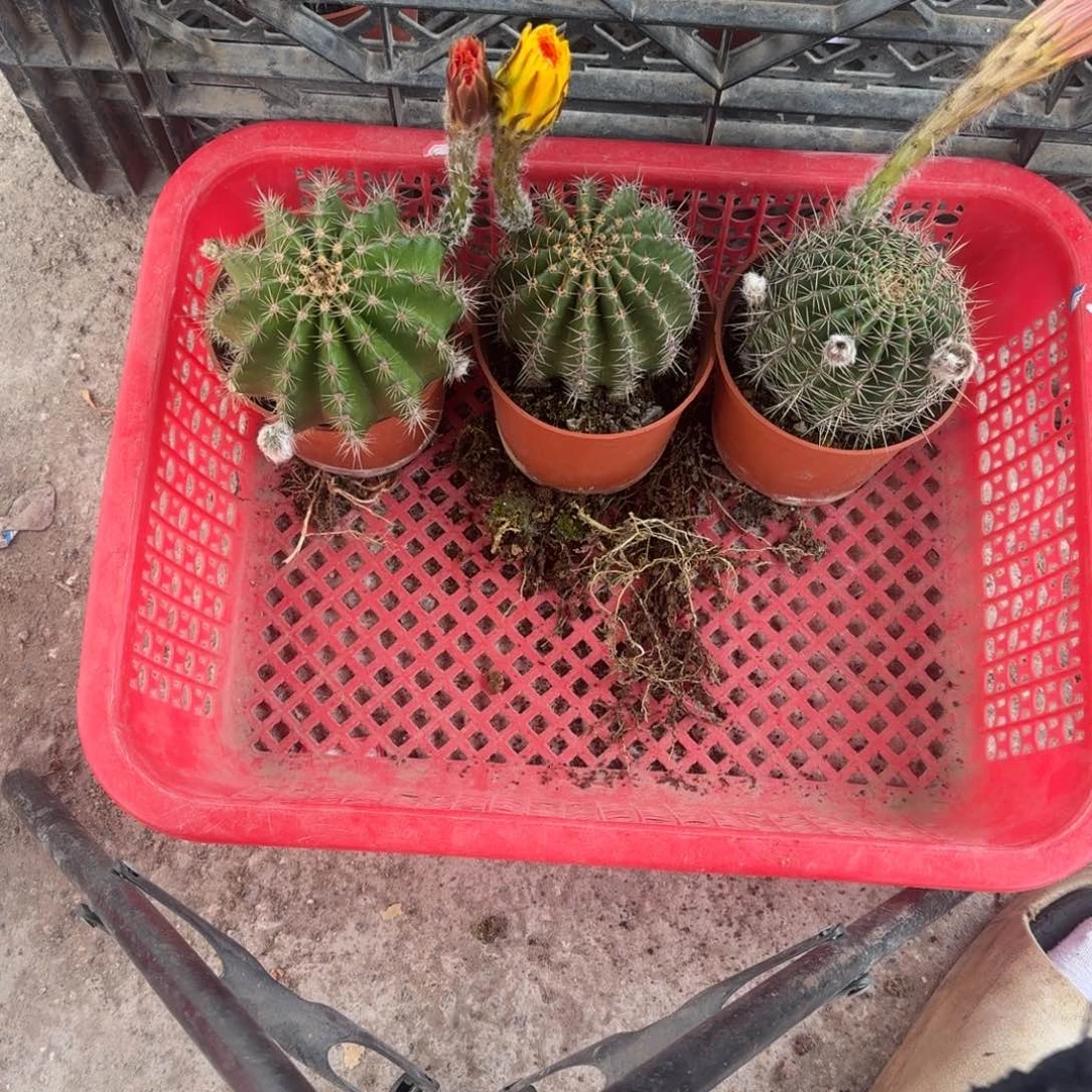 姐***惑无花朵彩草哈哈哈哈哈哈哈哈