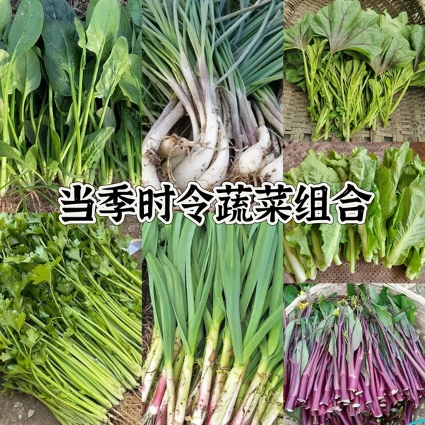 湖南农村蔬菜组合 露天种植农家菜当季新鲜蔬菜冬季打霜青菜现摘