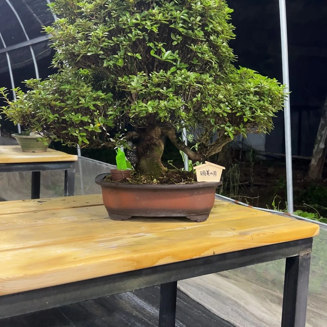 外***定无花朵杜鹃。开花杜鹃