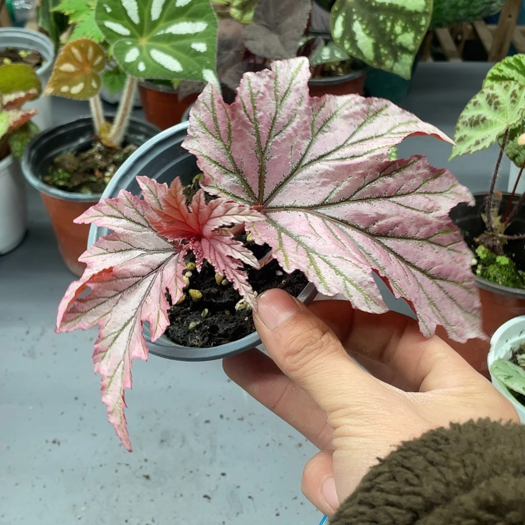 完全开放月见樱秋海棠