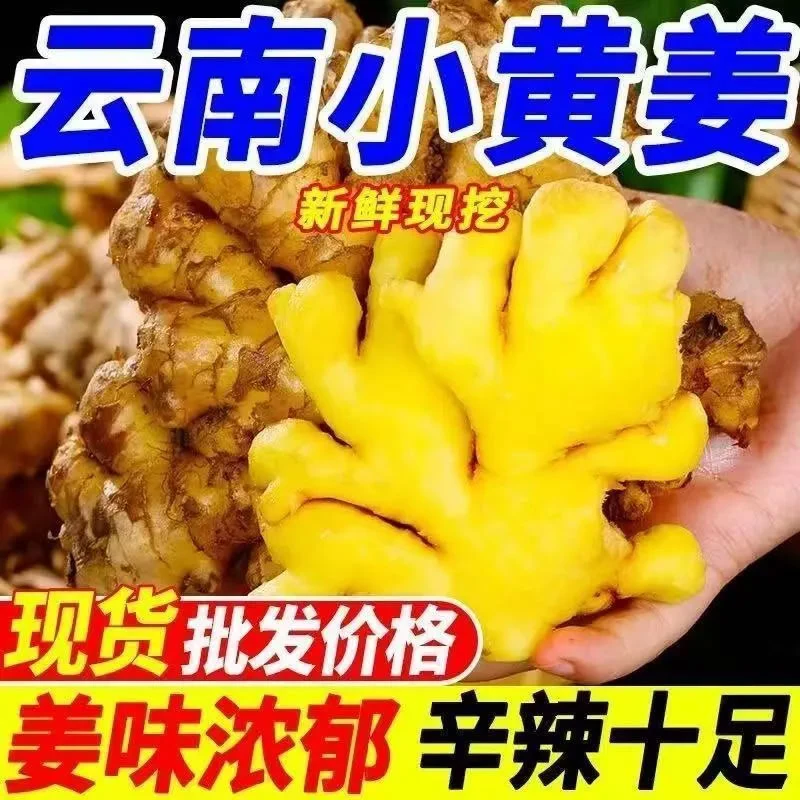 新鲜带泥姜现挖小黄姜农家自种姜味浓郁炒菜炖肉去腥调料食材