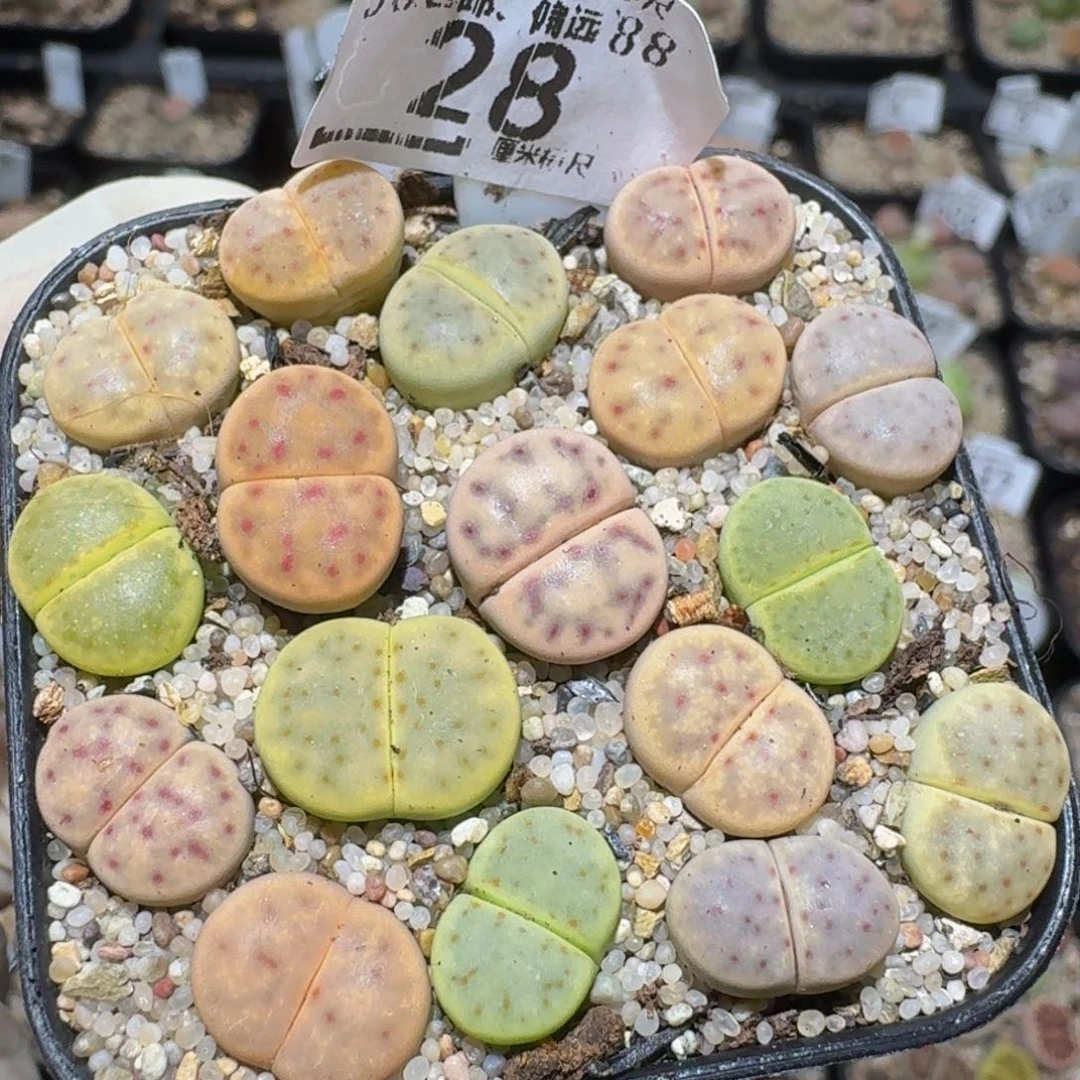 zzzz精品生石花28