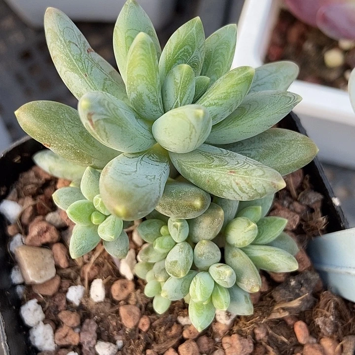 多肉植物阿蒂斯托6048