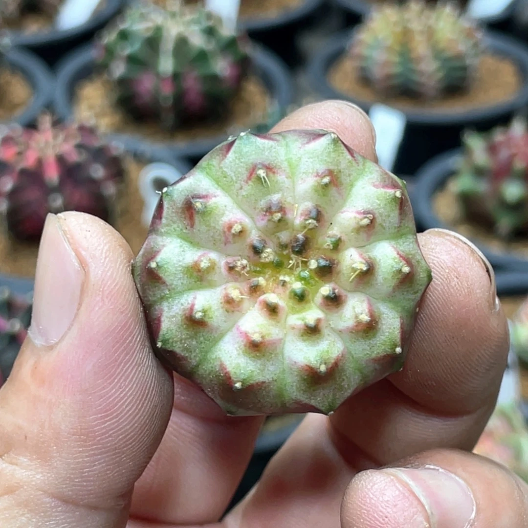 当前无花朵，栽培后可花朵白轮回6