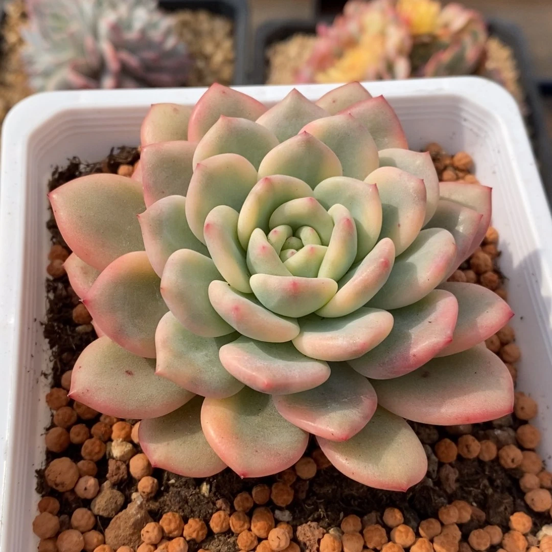 ?****爱丽尔多肉植物