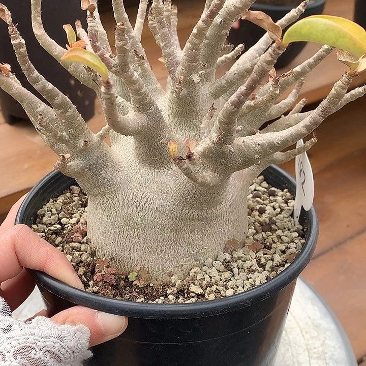 182哥斯拉沙玫8.8公分966666666666