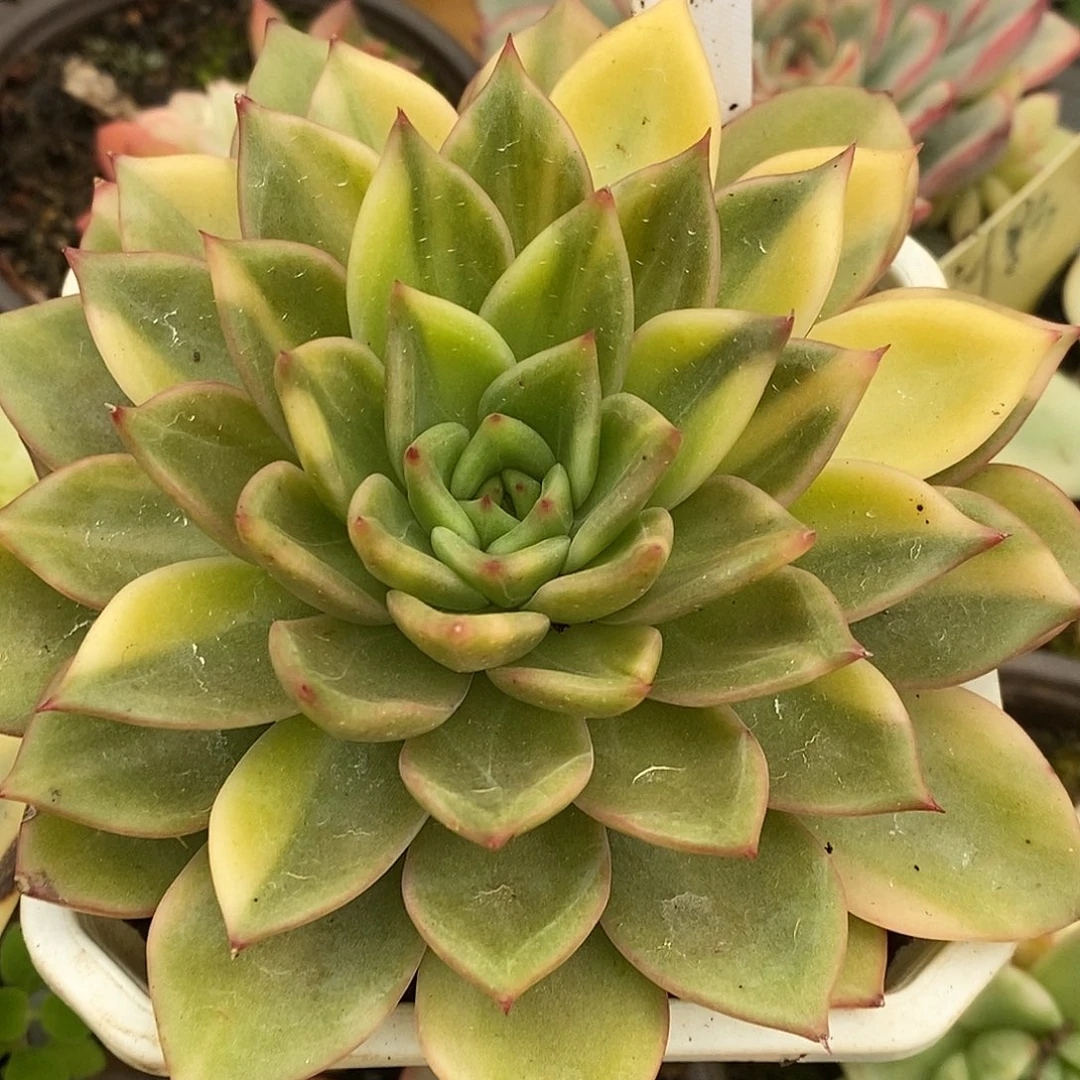 701红色斯特拉哈哈哈哈哈