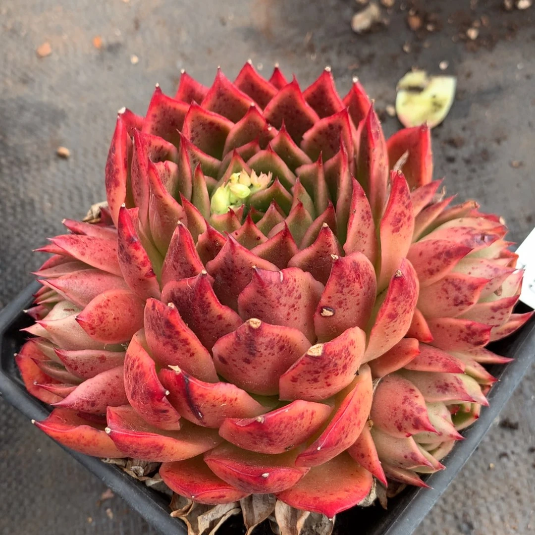 1559杂交精品基地冠14