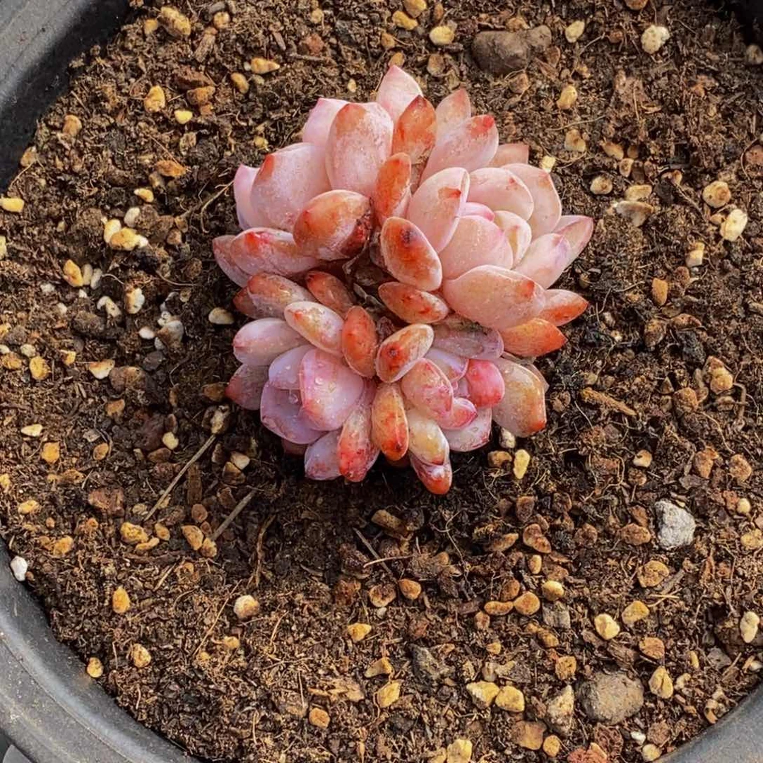 应****)多肉植物一物一拍