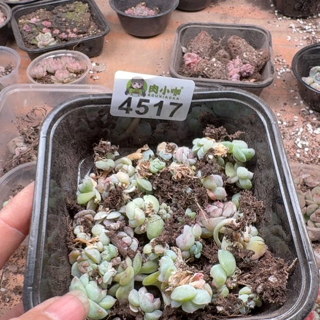 柒***默多肉植物多肉植物