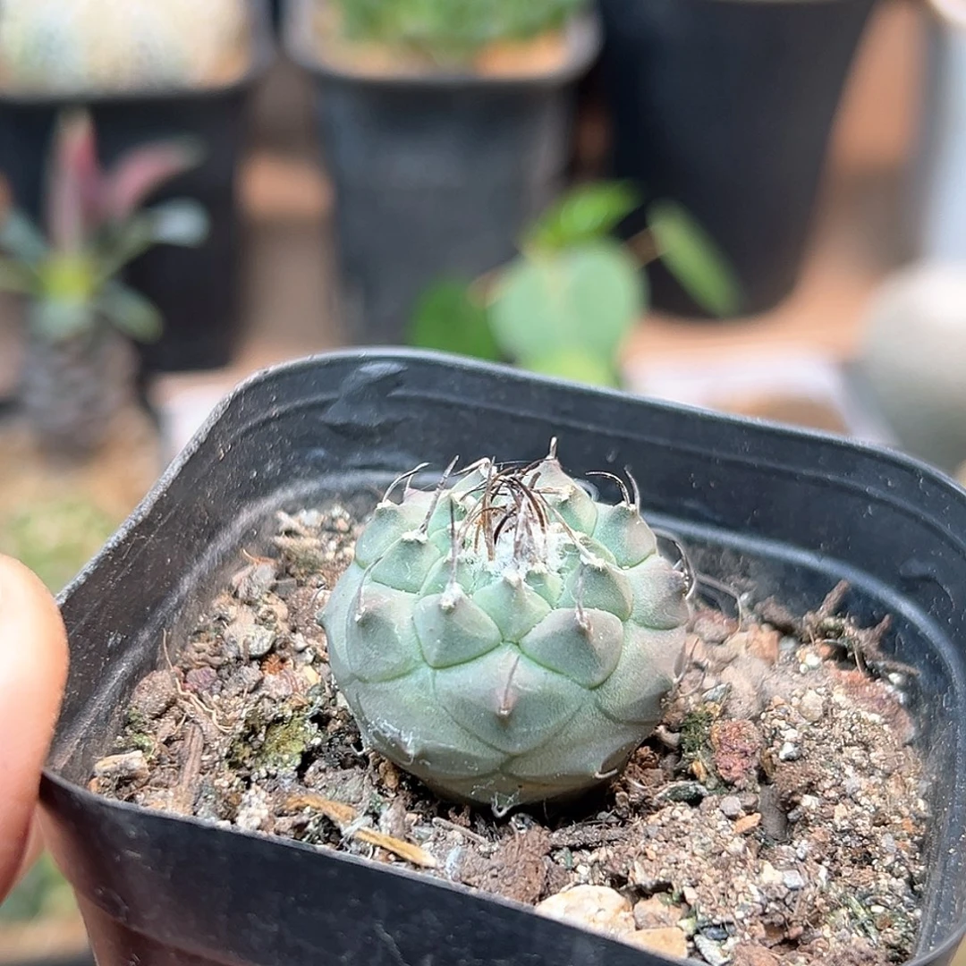 无花朵南阁瑞特娇丽实生2.8