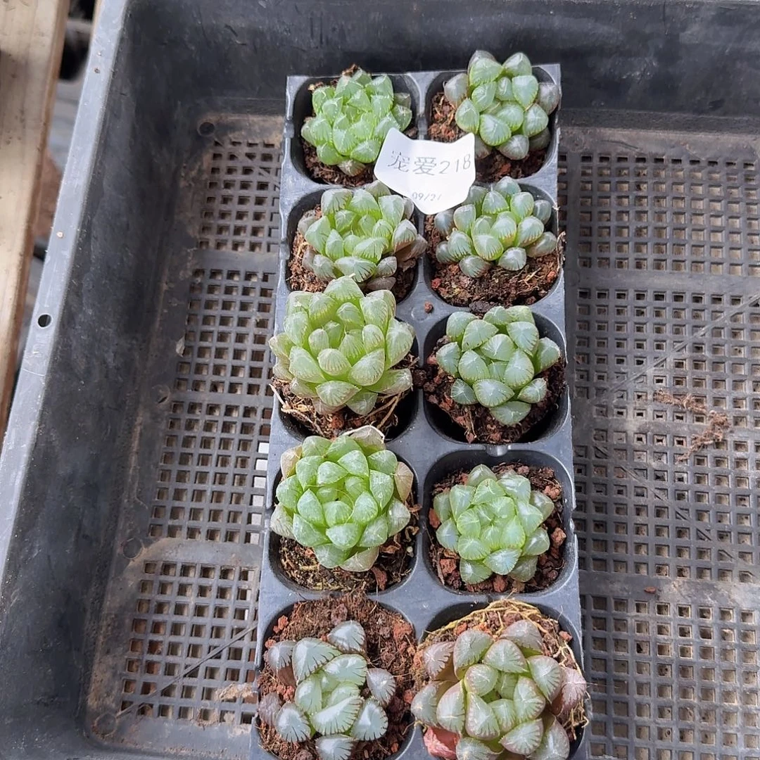 直播福利一物一拍218