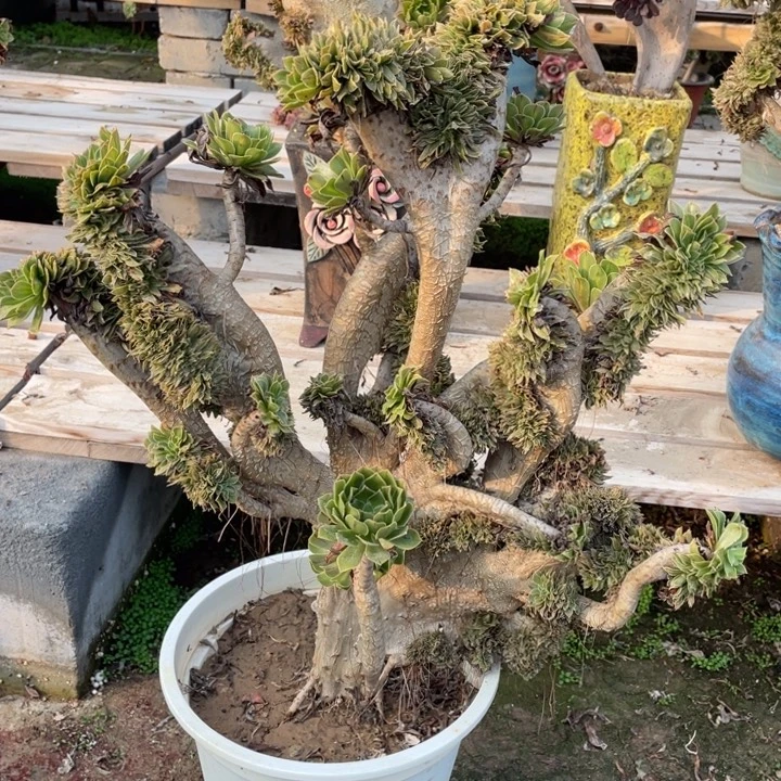 法师老桩缀化碧螺春