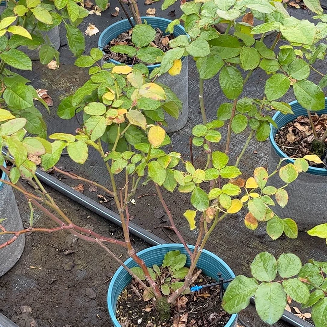 无花朵柔情漩涡，1.8加仑土球修剪发货