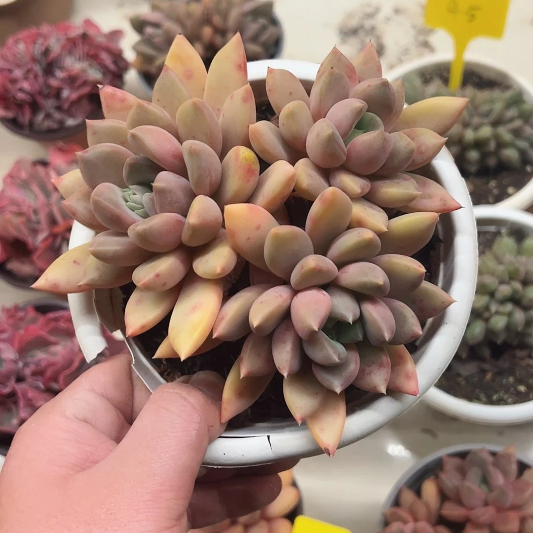 黄金象牙三头起160杯