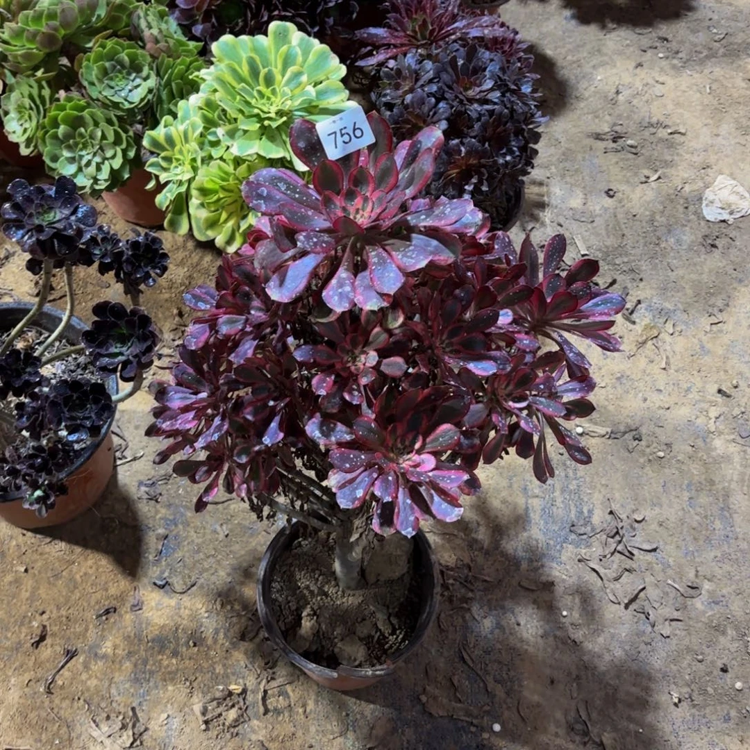 香奈儿一物一拍756多肉植物