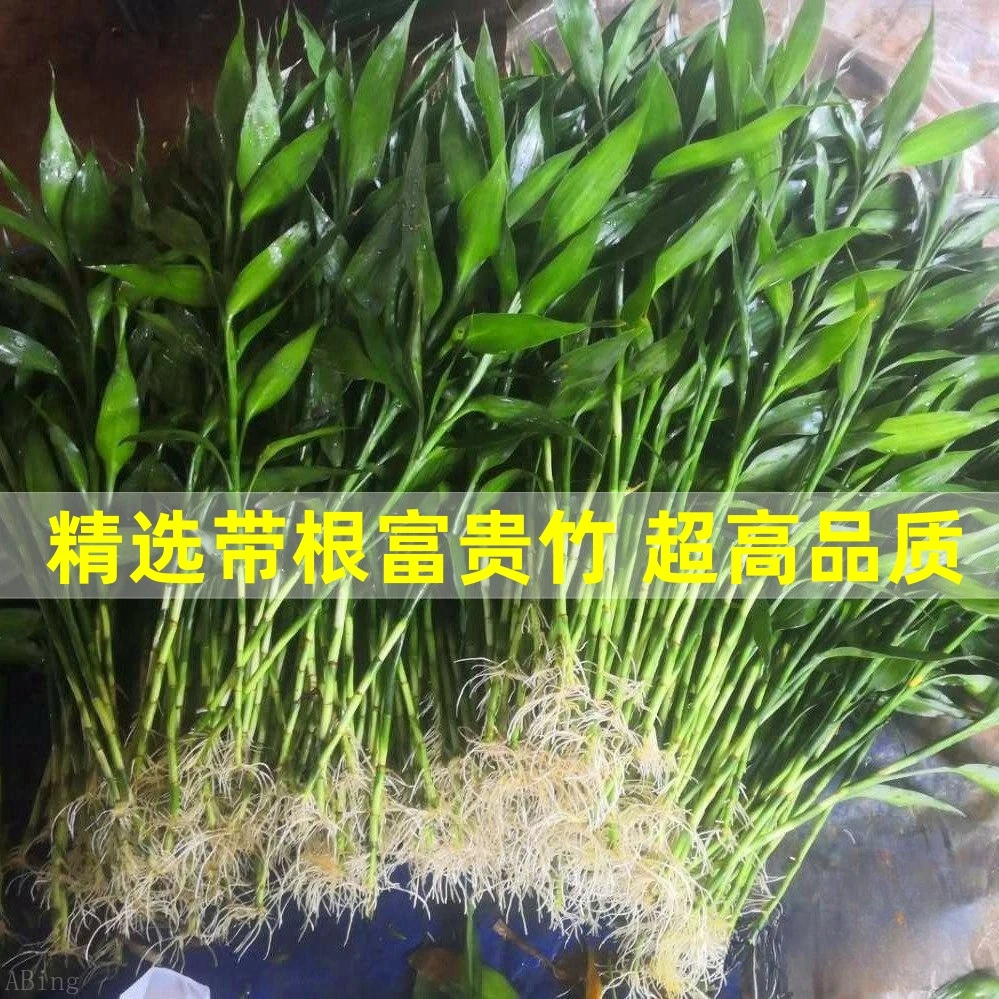 【带根更好养】粗干带根绿植花卉桌面植物大支高竹子水培植物土培