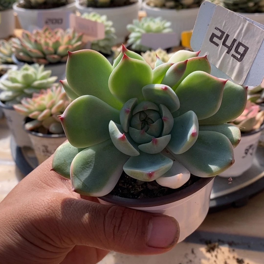 249吉娃娃哈哈哈哈哈