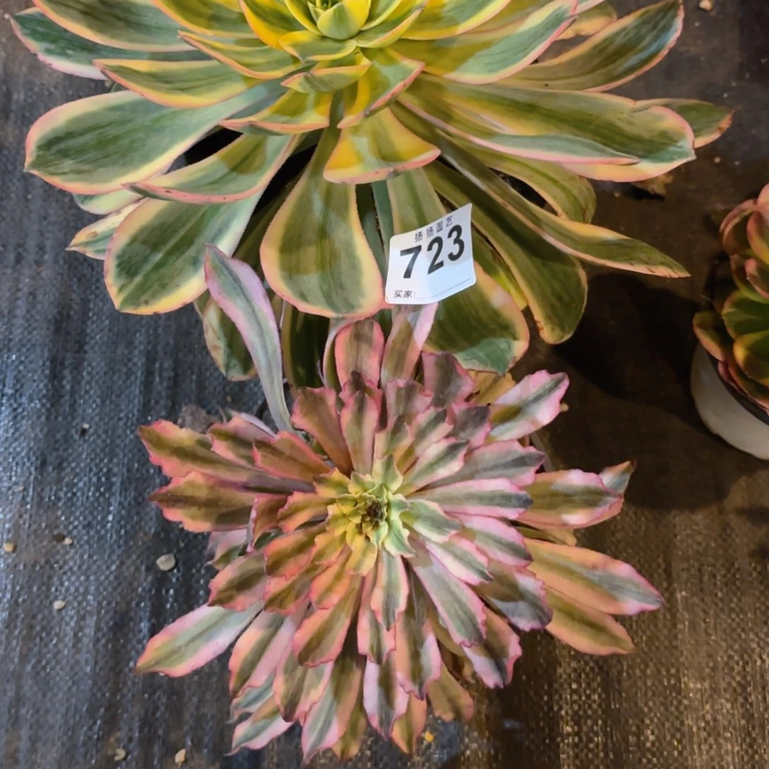 腊****园123  723多肉法师