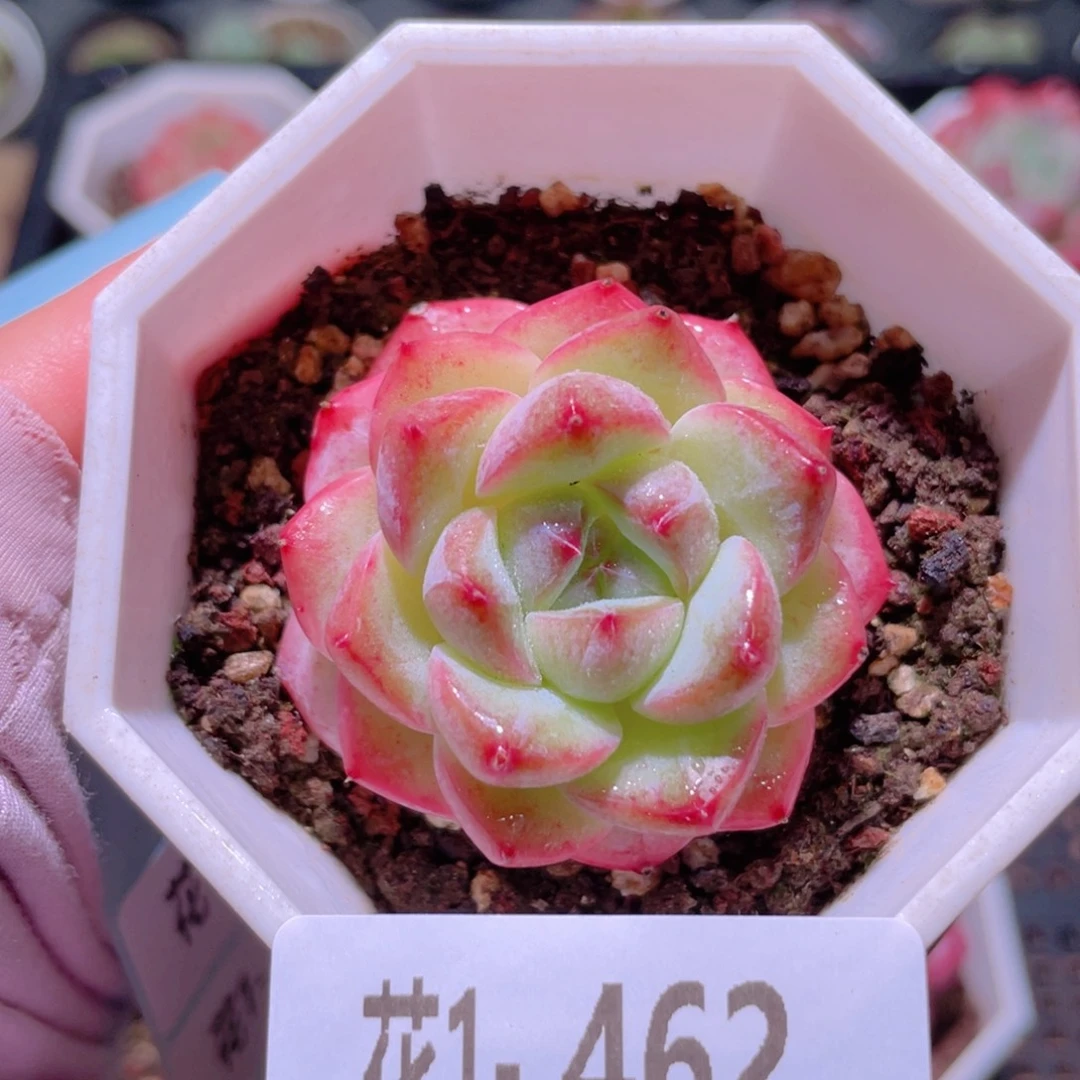 花利美1-462精选糖心