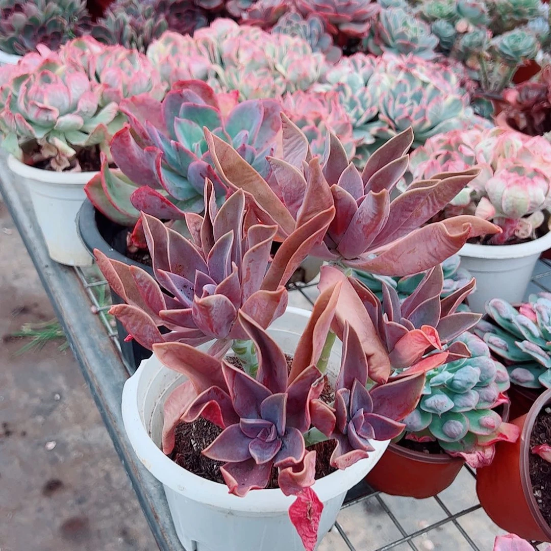 太妃糖多头群生老桩特价