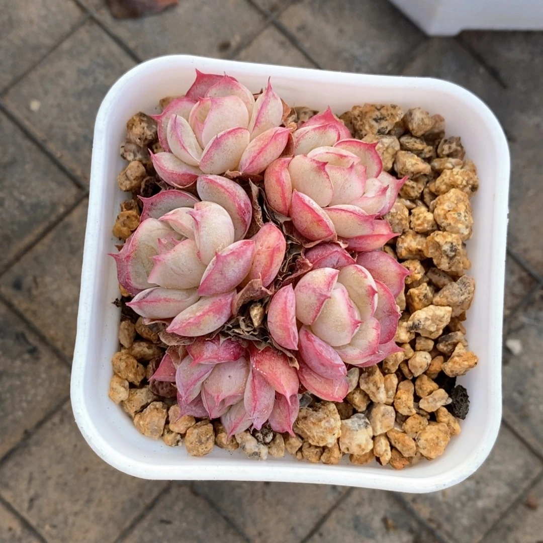 精品多肉一物一拍142