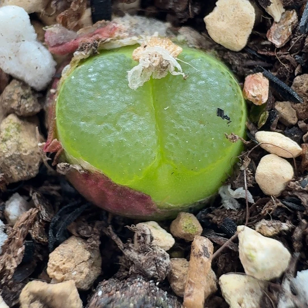 老马生石花雪茄575