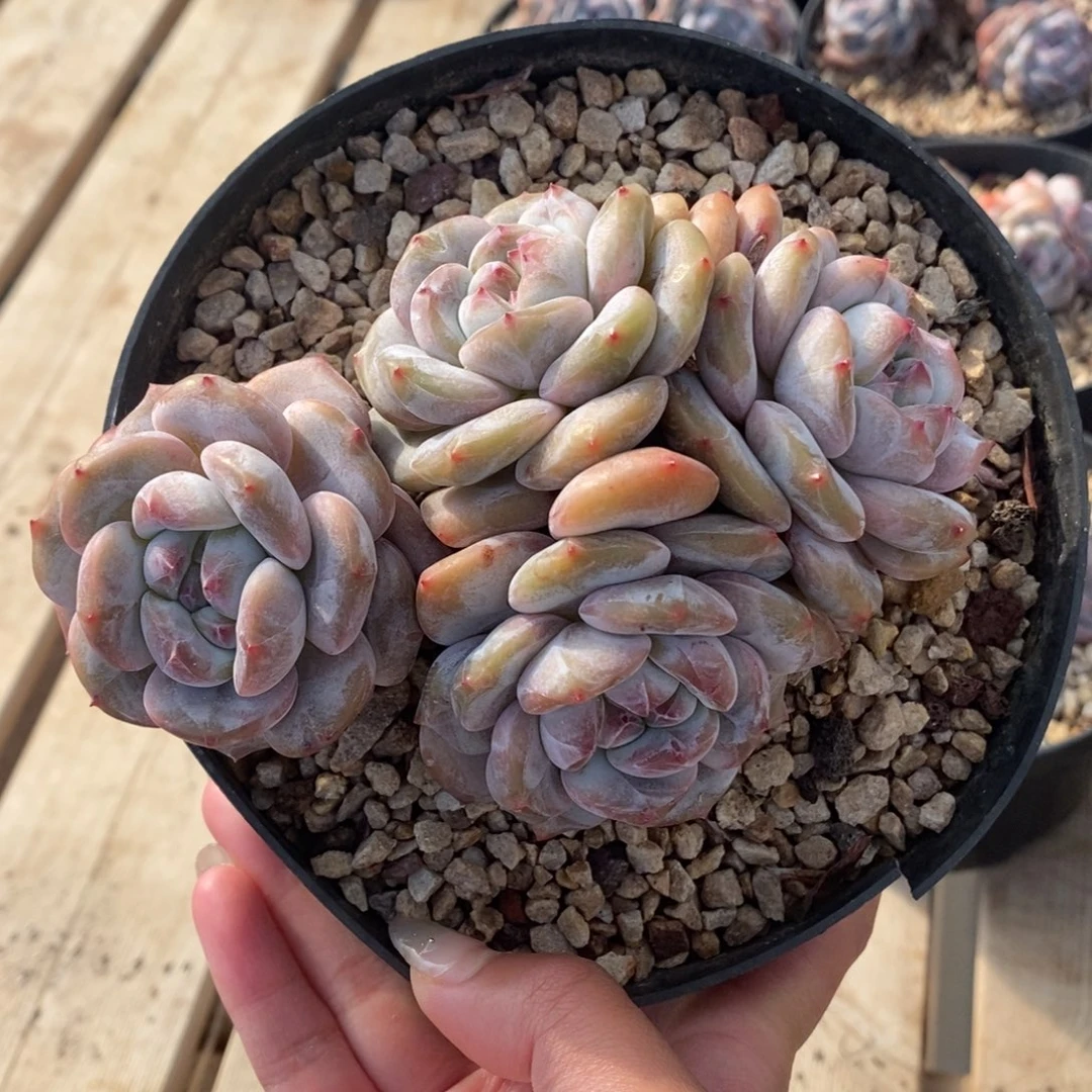 四头短肥圆包子脸朝上