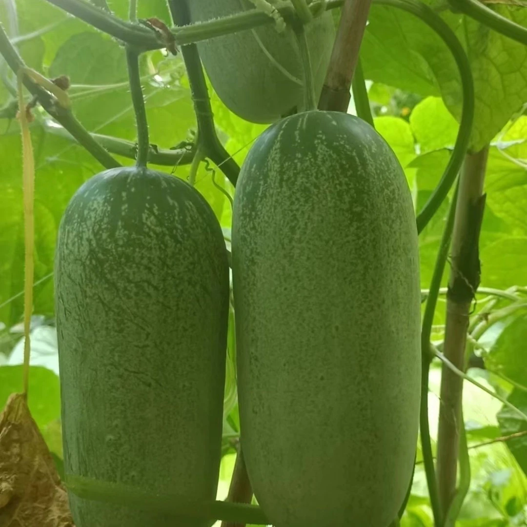 云南老品种黄瓜  集市现收 应季蔬菜